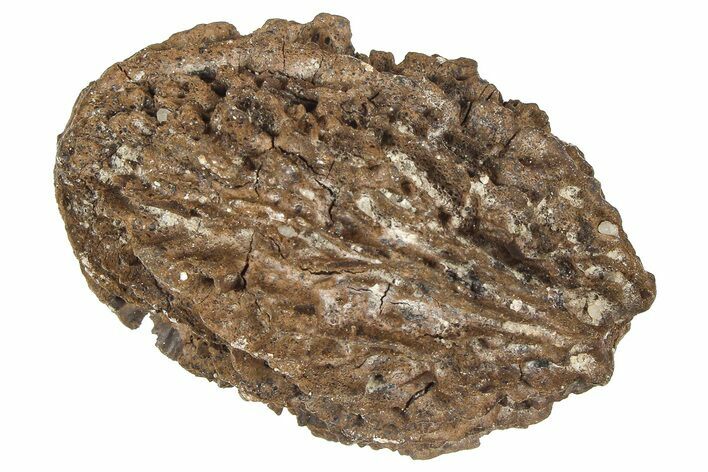 Pliocene Fossil Hickory Tree (Carya) Nut - France #365401